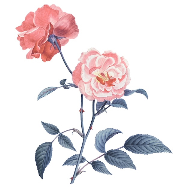 Étiquette rose rose png à fond botanique transparent