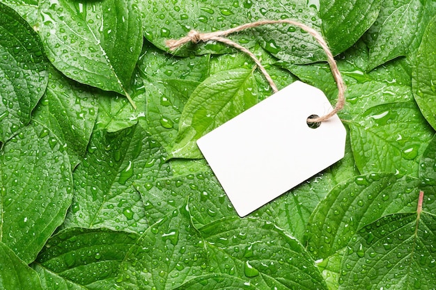 Photo Étiquette vierge sur feuille verte en gouttes de pluie. mode de vie durable. concept sans plastique.