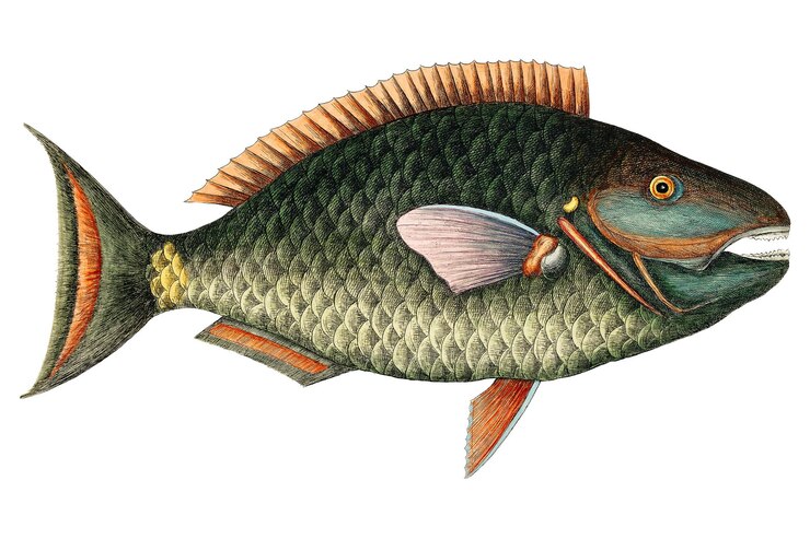 Photo étiquette vintage de poisson png d'animal aquatique remix d'illustration surréaliste de l'œuvre de mark catesby