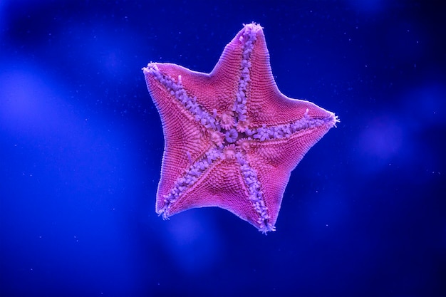 Photo Étoile de mer de l'amour sur le verre de l'aquarium.