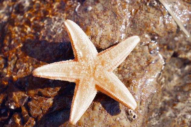 Une étoile de mer bleue allongée sur un rocher dans la mer
