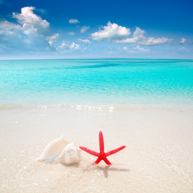 Étoile de mer et coquillage sur une plage tropicale