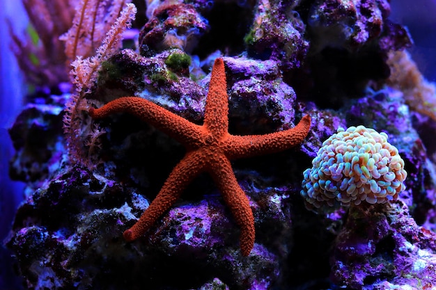 Une étoile de mer dans un corail violet