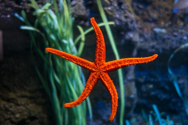 Photo Étoile de mer dans l'océan vue macro rapprochée