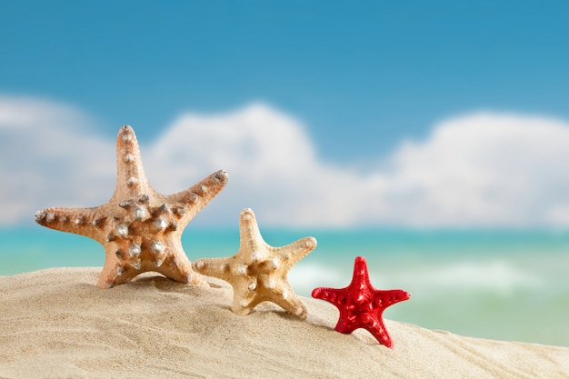 Étoile de mer debout sur la mer