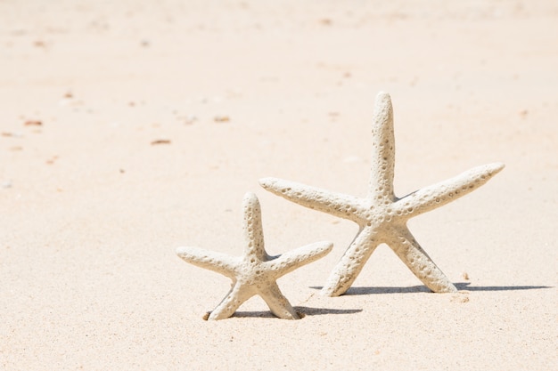 Photo Étoile de mer debout sur la plage