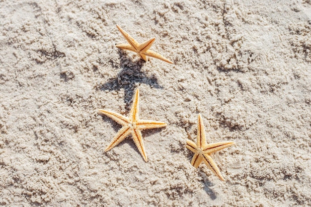 Photo Étoile de mer dorée sur le sable vue de dessus mise à plat