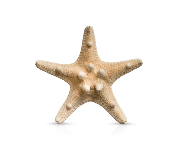 Étoile de mer sur fond blanc avec ombre et réflexion