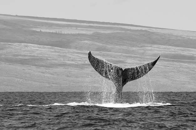 Photo Étoile de mer sur la mer contre le ciel