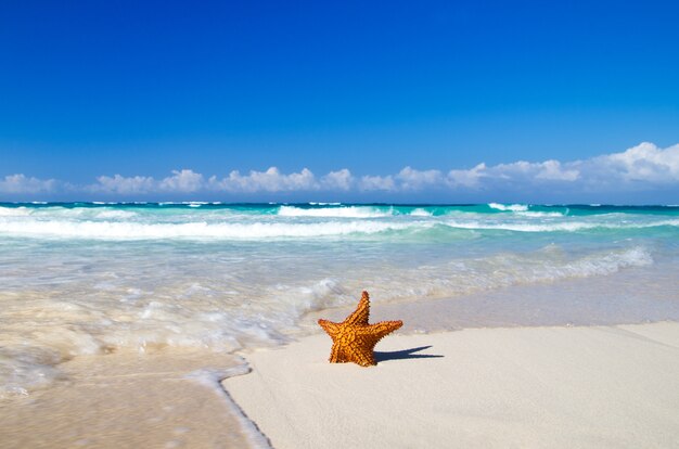 Photo Étoile de mer avec océan