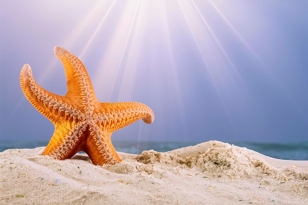 Une étoile de mer orange se tient sur la plage de sable Les rayons de soleil sont dans le ciel