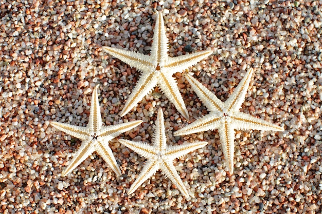Photo Étoile de mer sur la plage. plage de sable avec des vagues.