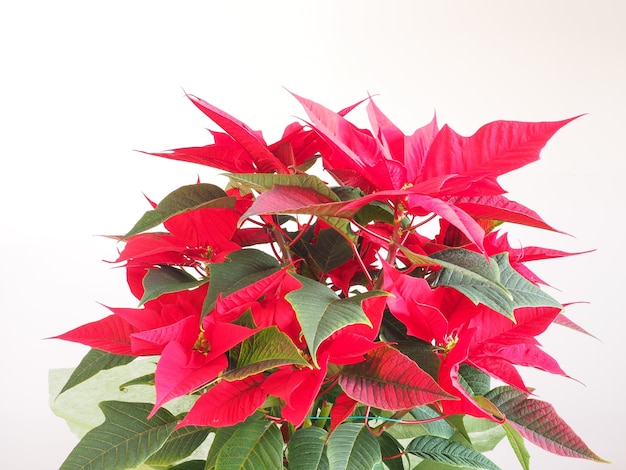 Étoile de Noël poinsettia