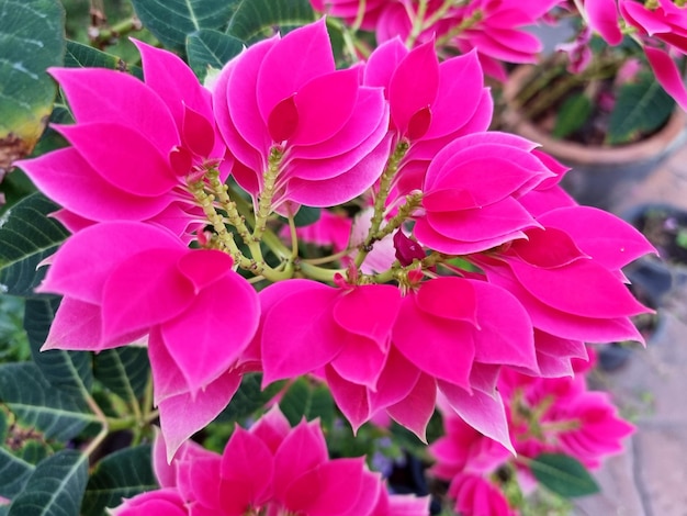 Photo Étoile de noël rose poinsettia dans le jardin