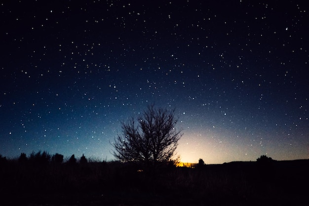 étoiles et arbre