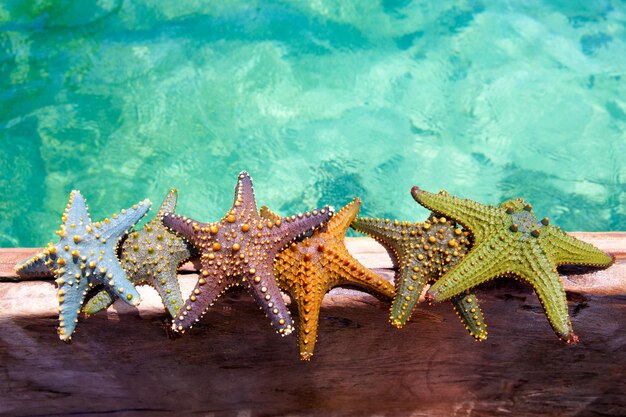 Photo Étoiles de mer sur bateau en bois