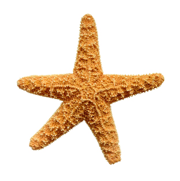 Étoiles de mer isolées