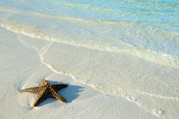 Photo Étoiles de mer sur la plage