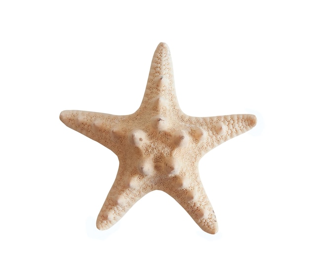 étoiles de mer