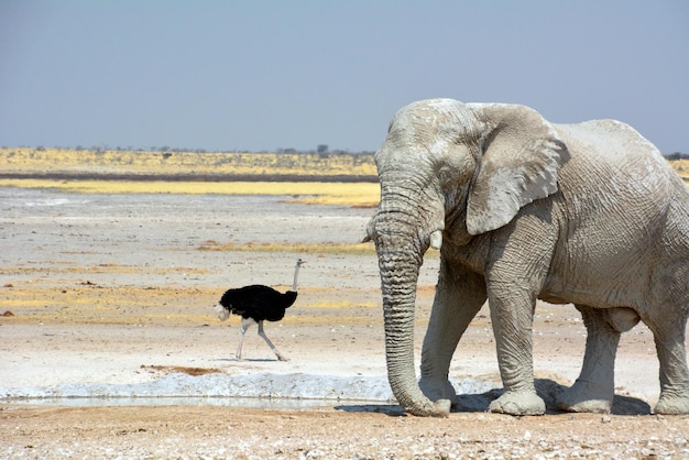 Etosha Namibie 19 septembre 2022 UN grand vieil éléphant marche à travers le désert rocheux vers une autruche