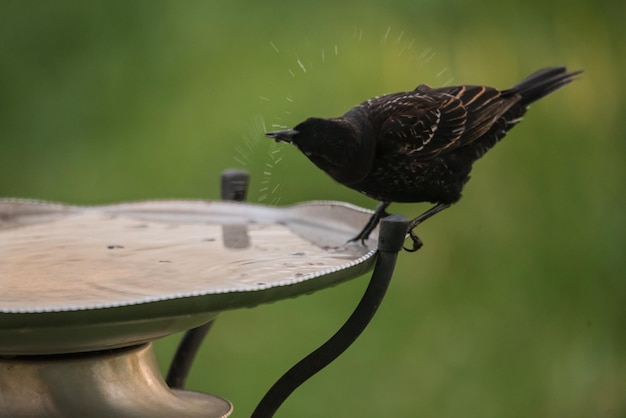 Photo un étourneau dans le bain d'oiseaux