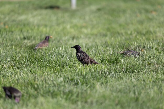 L'étourneau marche sur l'herbe