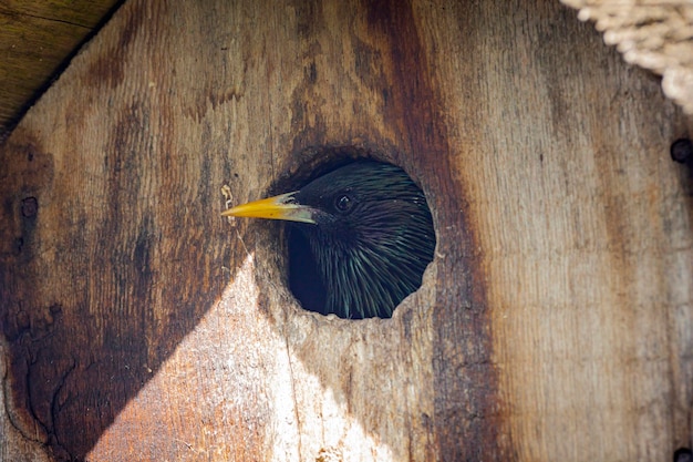 Un étourneau ordinaire regarde hors d'une maison d'oiseaux