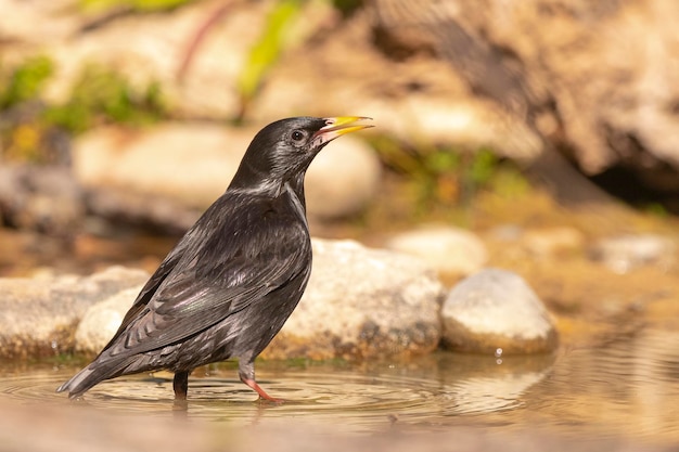 L'étourneau sansonnet Sturnus unicolor malaga espagne