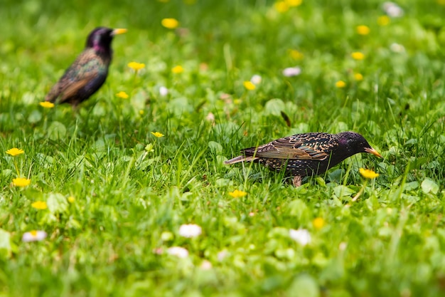 Étourneaux sur l'herbe