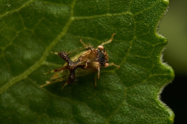 Photo un étrange insecte qui marche sur une feuille verte, cyphonia.