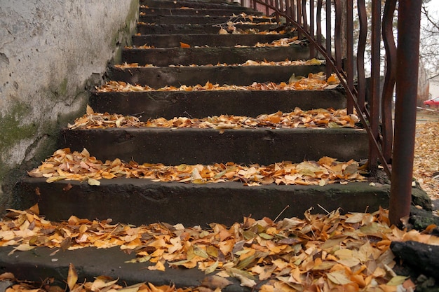 Photo Étude d'automne avec une échelle dans la cour de la vieille maison