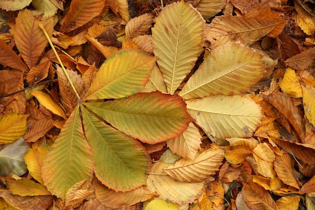 Photo etude d'automne avec des feuilles de châtaignier