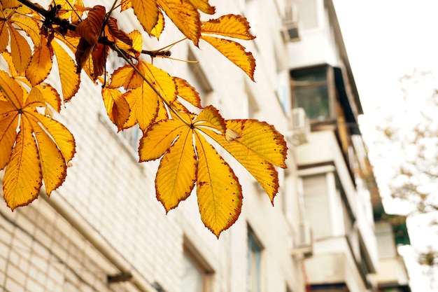 Etude d'automne avec des feuilles de châtaignier