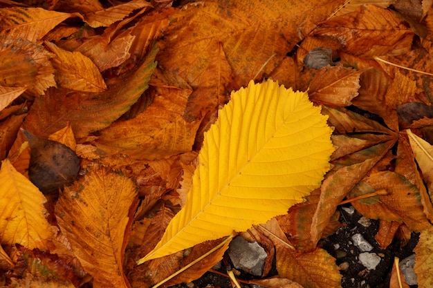 Etude d'automne des feuilles mortes