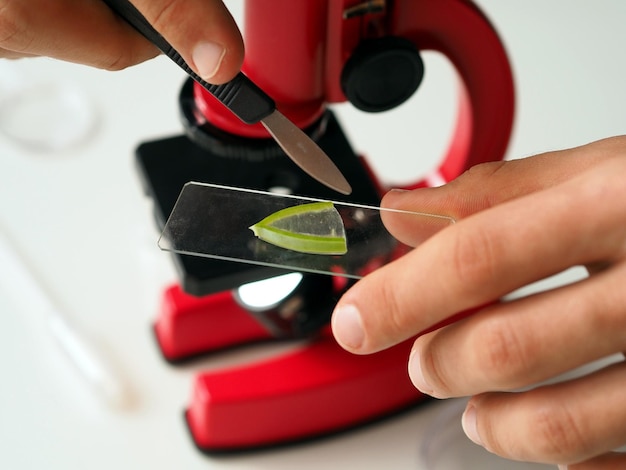 Un étudiant prépare le matériel d'une plante sous un microscope pour examen