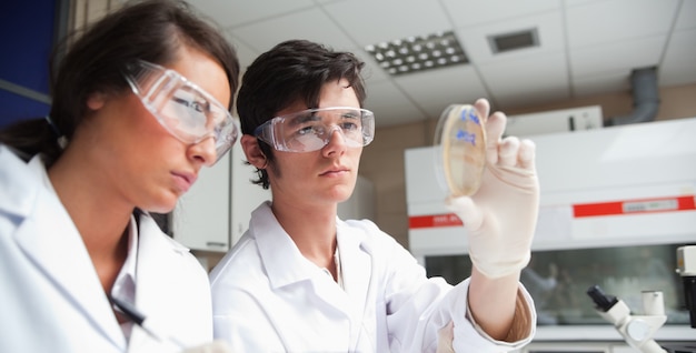 Des étudiants ciblés en science regardant une boîte de Pétri dans un laboratoire