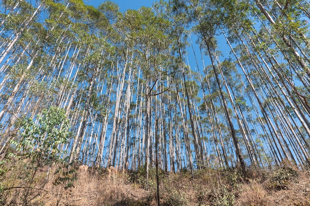 Eucalyptus en fond bleu ciel