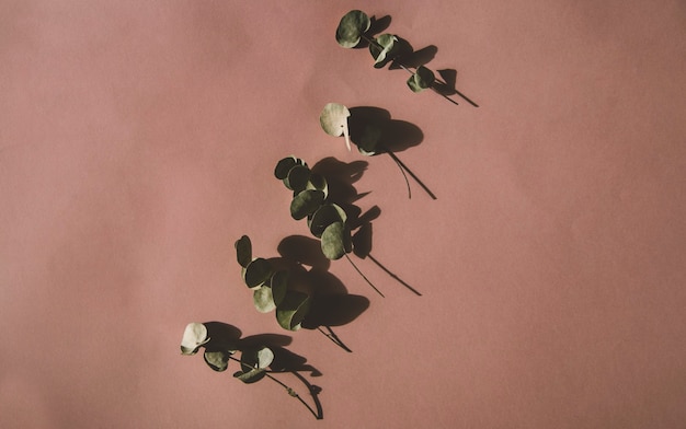 eucalyptus sur fond rose
