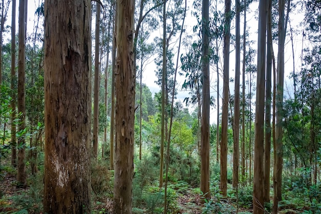 Eucalyptus en Galice Espagne