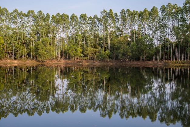 Eucalyptus plantés au bord de l&#39;étang.