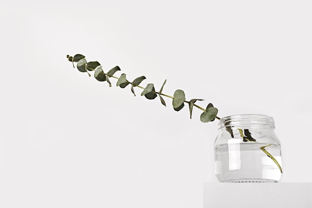 Eucalyptus en pot de verre sur podium blanc concept de parfums de printemps style minimal low angle