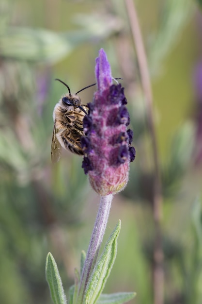 Eucera longicornis