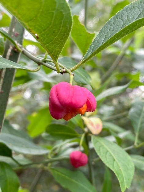 Euonymus europaeus Euonymus europeeus en gros plan