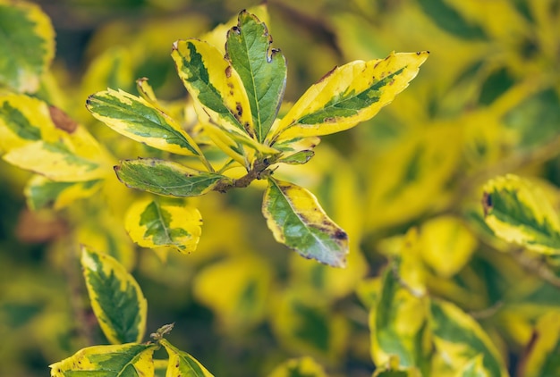 Photo euonymus une plante aux belles feuilles