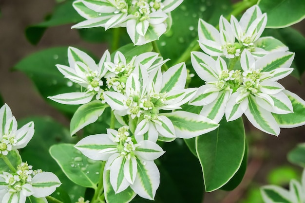 L'euphorbe bordée pousse sur un lit dans un jardin fleuri. concept de culture de fleurs