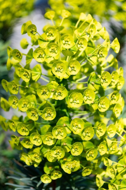 Photo euphorbe characias. euphorbe plante à fleurs avec fond naturel de fleurs vertes.
