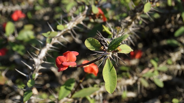 Euphorbia milii également connue sous le nom de plante de couronne d'épines, etc.