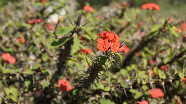 Euphorbia milii également connue sous le nom de plante de couronne d'épines, etc.