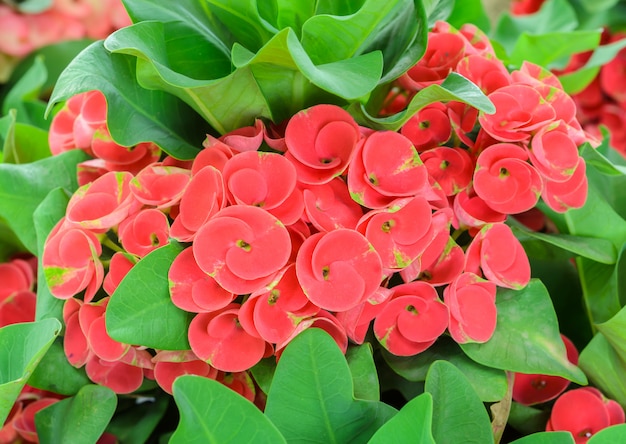 Euphorbia milii rouge ou couronne d'épines