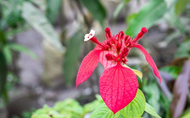 Euphorbia pulcherrima décoratif fleur fleuri gris libre